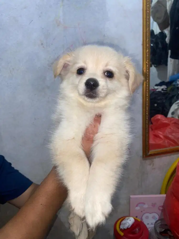 MINIPOM 2bln betina