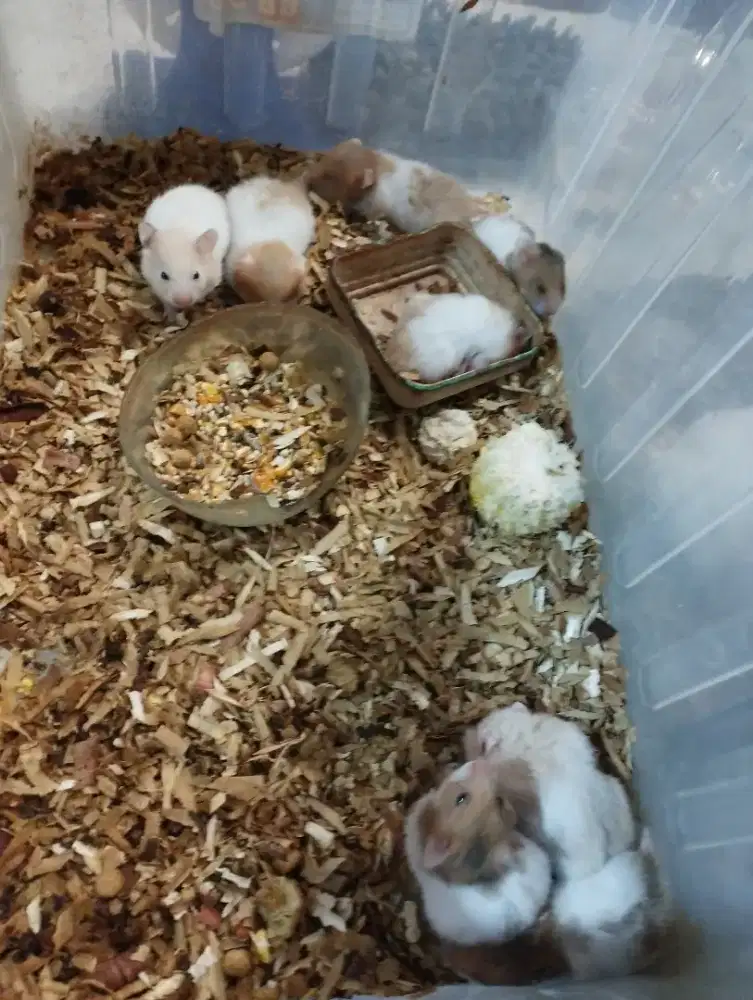Hamster syrian anggora.promo