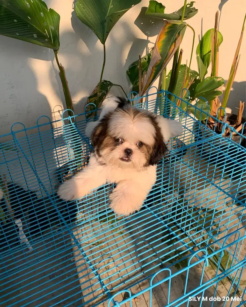 surabaya Anjing shihtzu shih tzu shitzu shitsu sitzhu