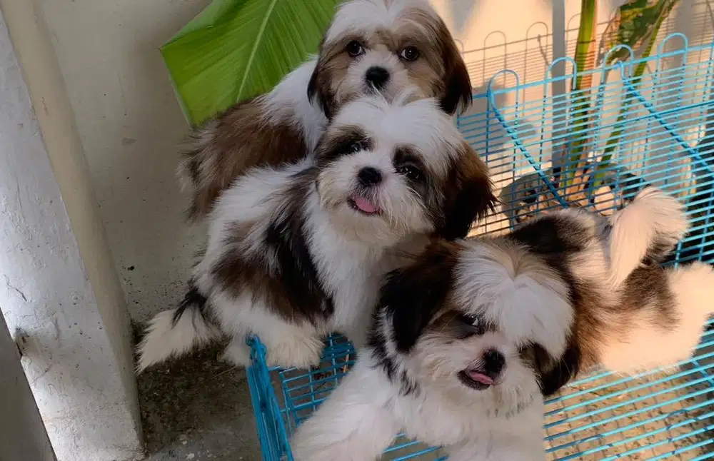 surabaya Anjing shihtzu shih tzu shitzu shitsu sitzhu