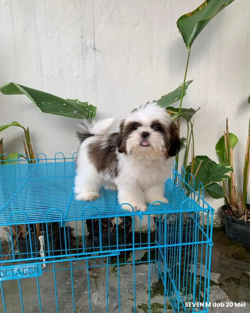 surabaya Anjing shihtzu shih tzu shitzu shitsu sitzhu