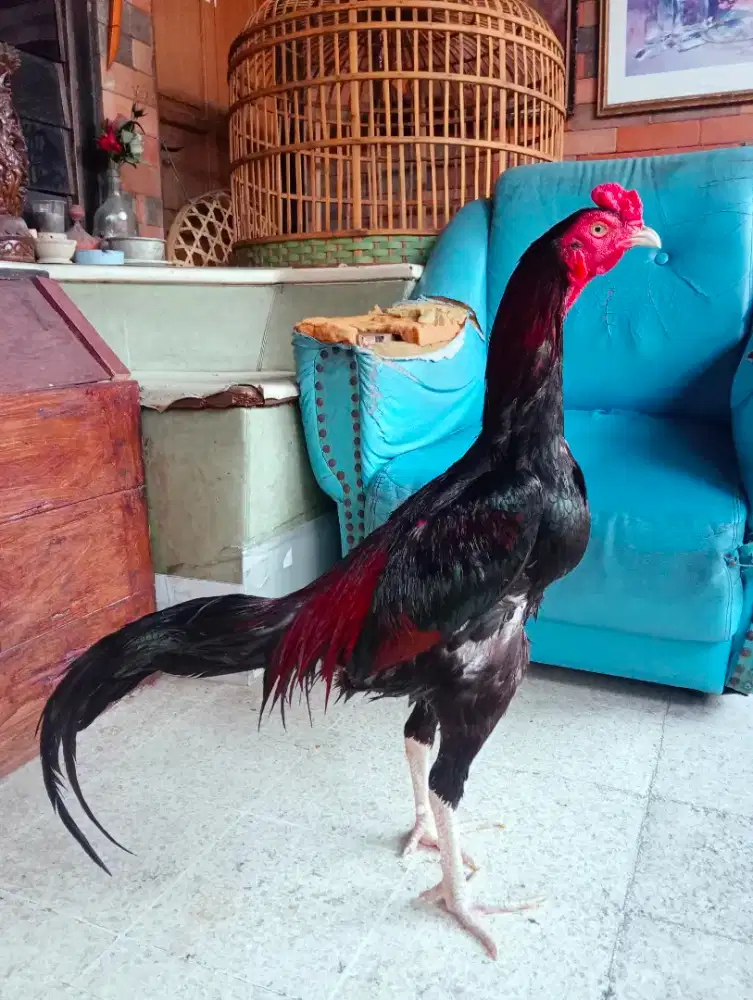 Ayam Bangkok  x Pakhoy Muda