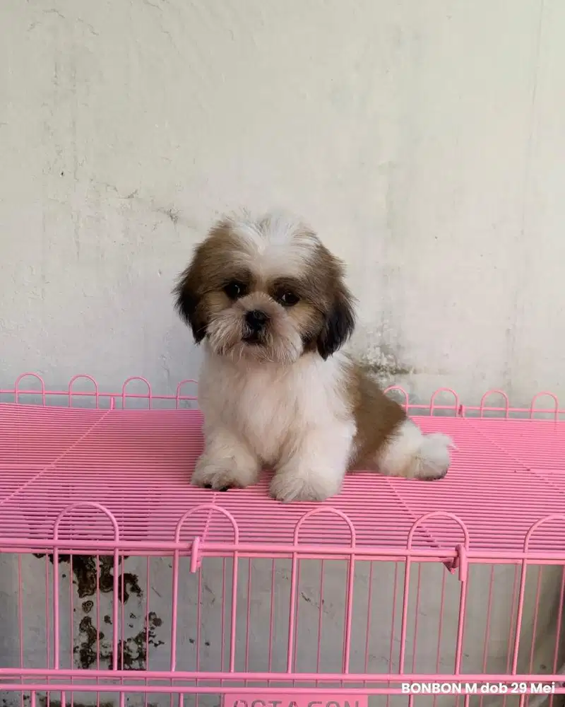 surabaya Anjing shihtzu shih tzu shitzu shitsu sitzhu