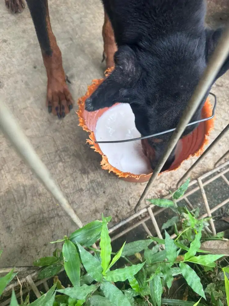 Doberman sepasang