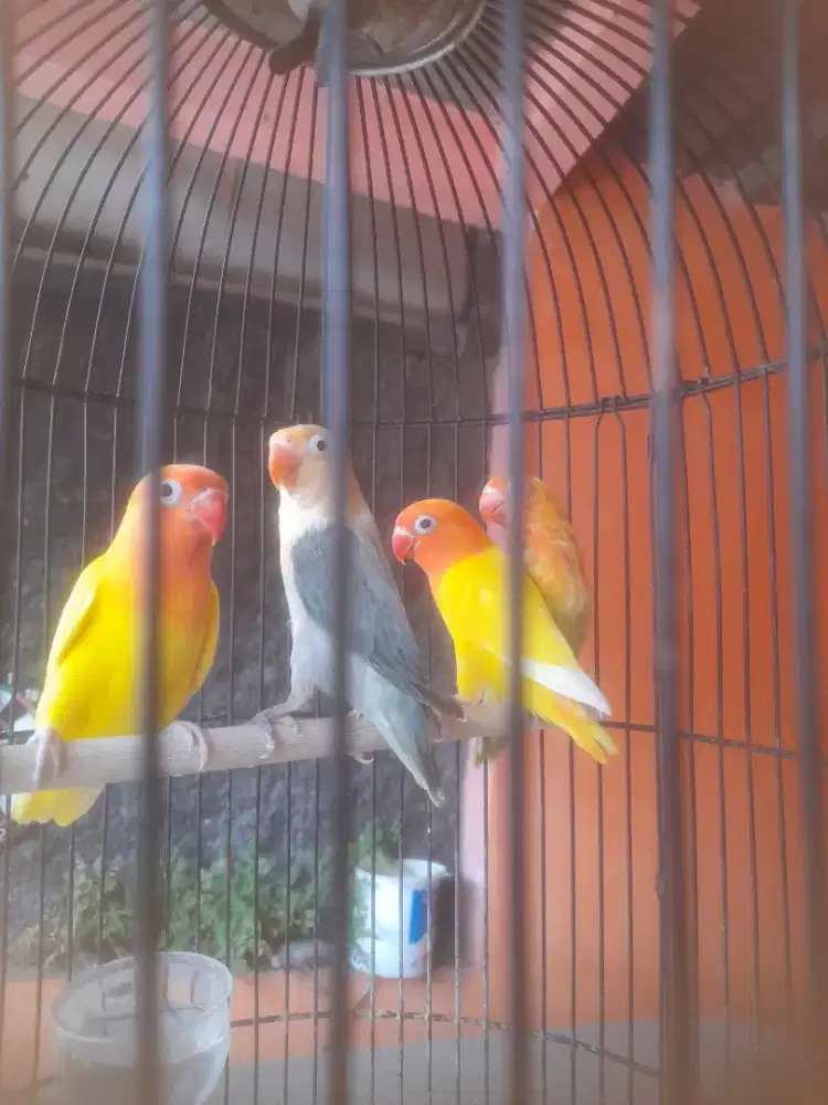 Burung lovebird lutino