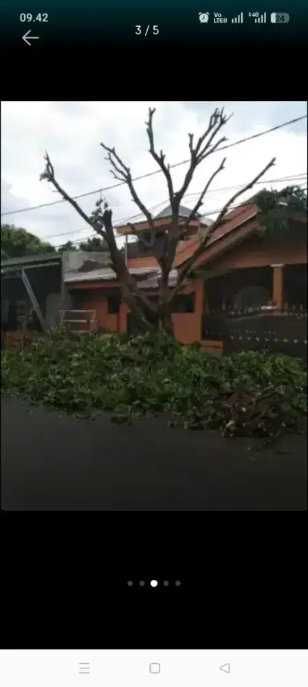 Jasa tebang pohon dan potong rumput