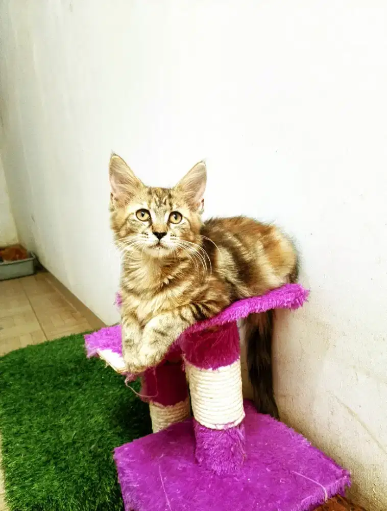 Kitten MaineCoon Betina Pure No mix. Induk Ped CFA Maine Coon