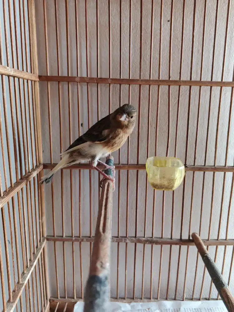 Burung kenari faud