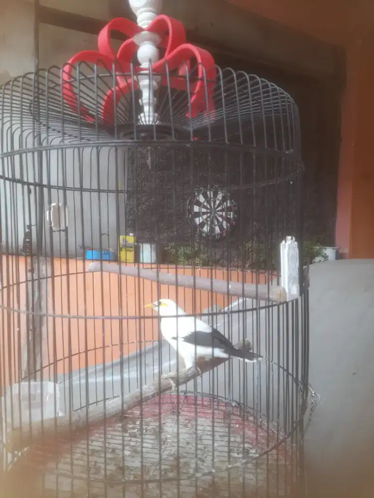 Burung jalak suren jawa.