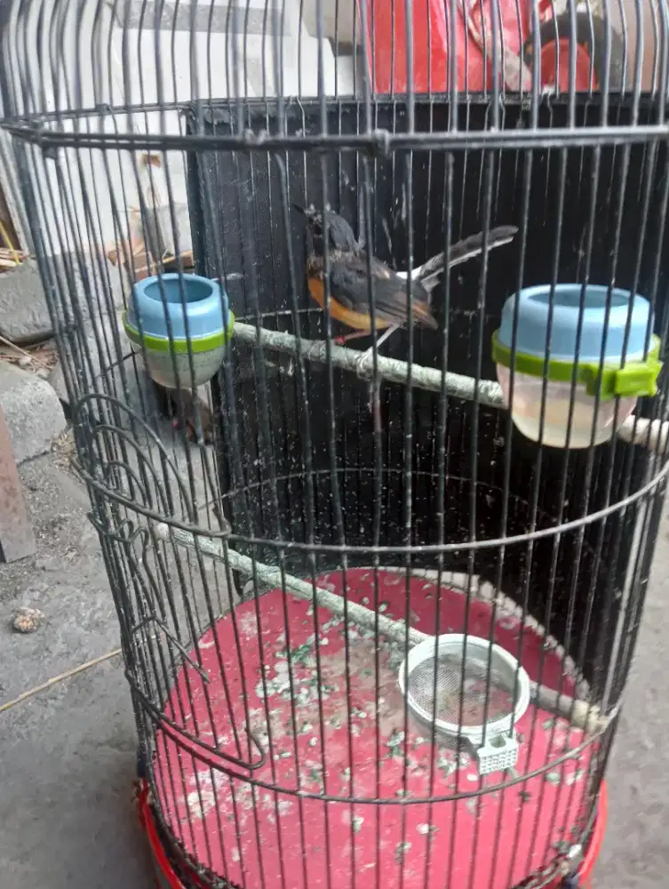 Trotol murai batu