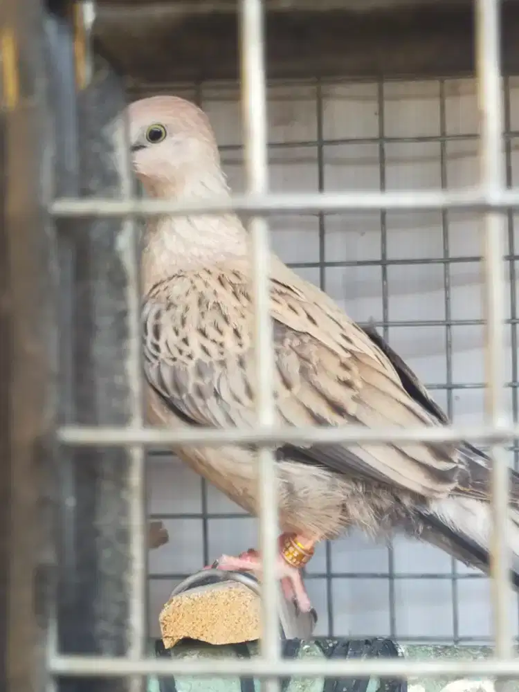 Anakan tekukur leo