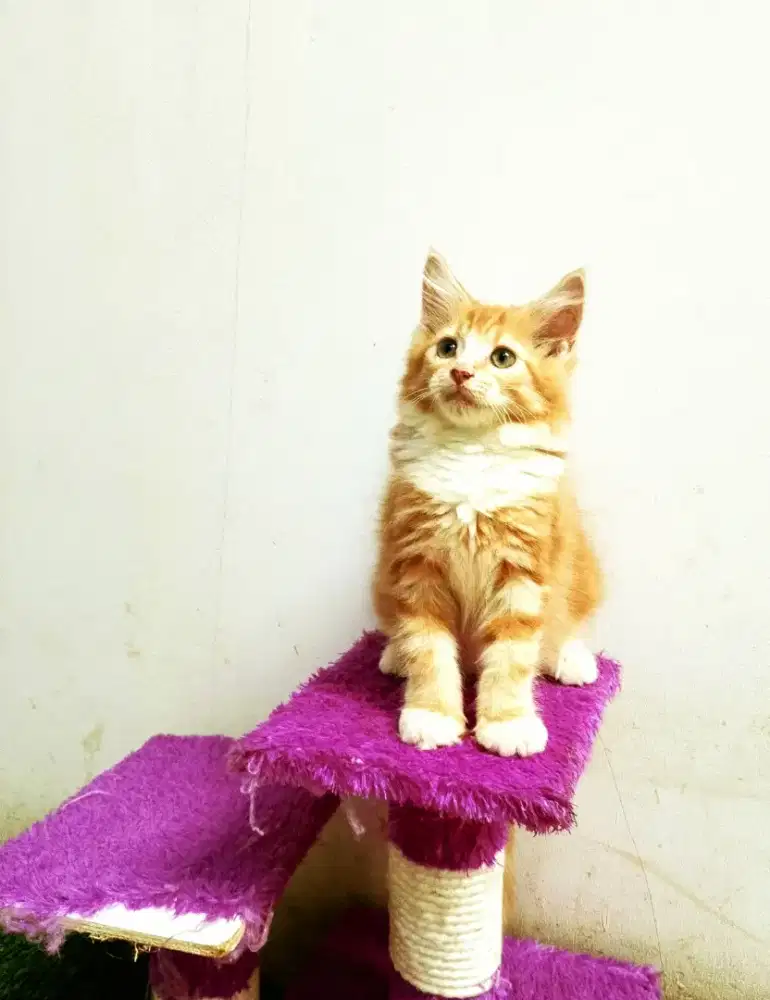 Kitten MaineCoon Jantan Pure No mix. Induk Cfa Show Quality