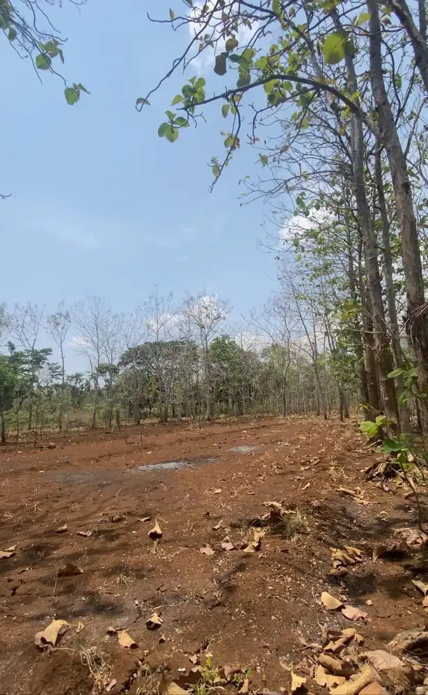 DIJUAL TANAH DIJUAL TANAH ±3.000 M² – NGUNUT LOR, PLAYEN, GUNUNGKIDUL