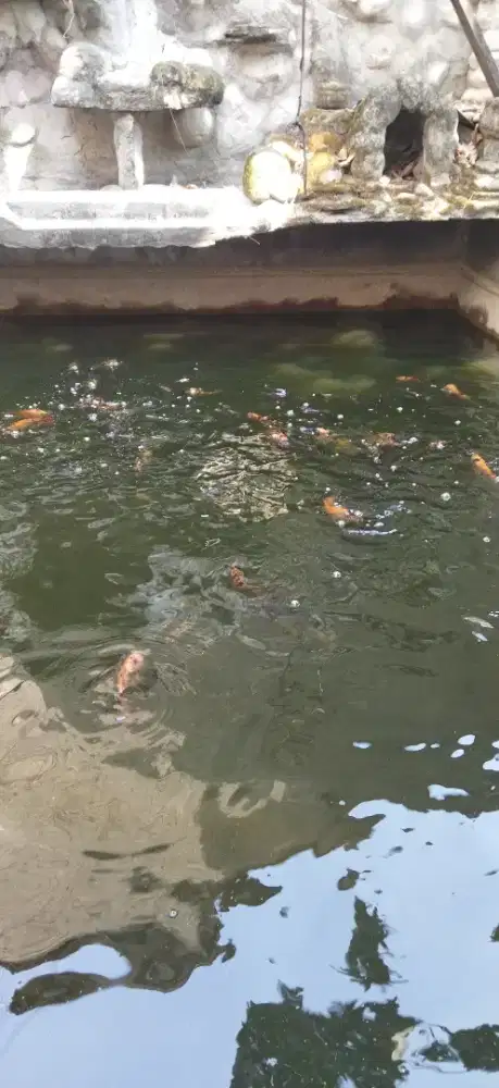 Ikan Nila Rarasati borongan 1 kolam