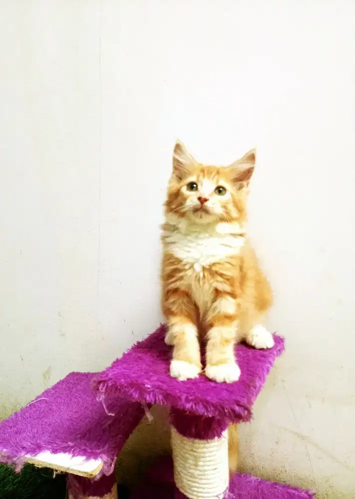 Kitten amaineCoon Jantan Pure No mix.