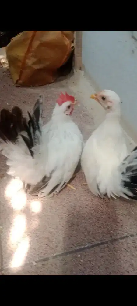 Ayam chabo spasang