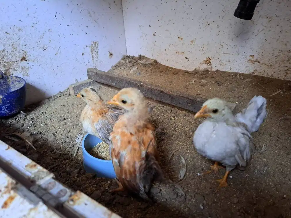 Ayam Serama Bandung