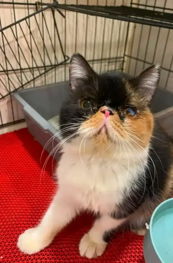 Exotic shorthair Calico !