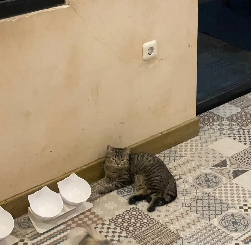 British shorthair female bigbone
