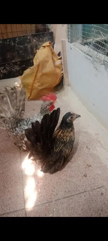 Ayam kate ceper