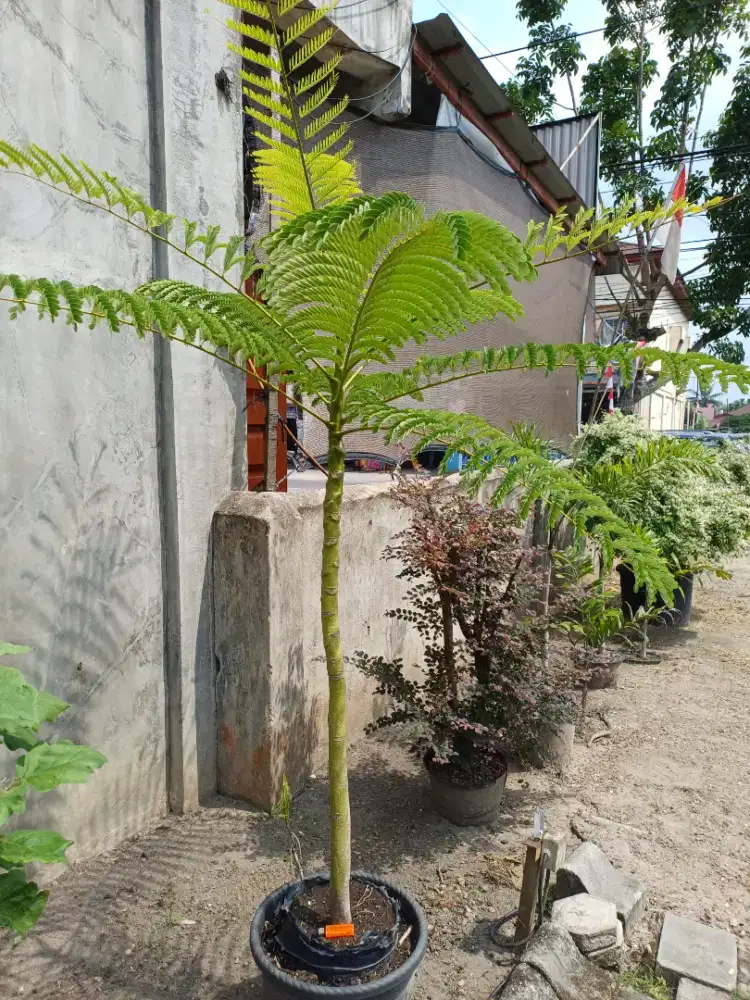 Palem Pakis Brazil