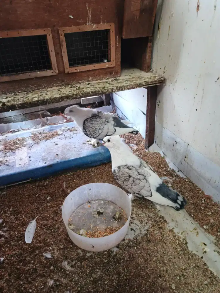 Burung merpati santinet