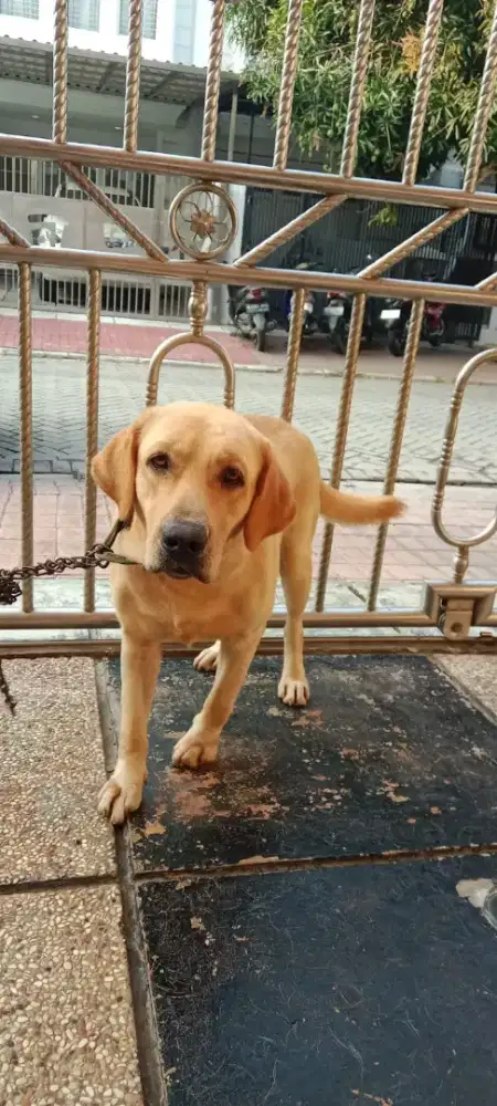 Di jual anjing labrador retriever
