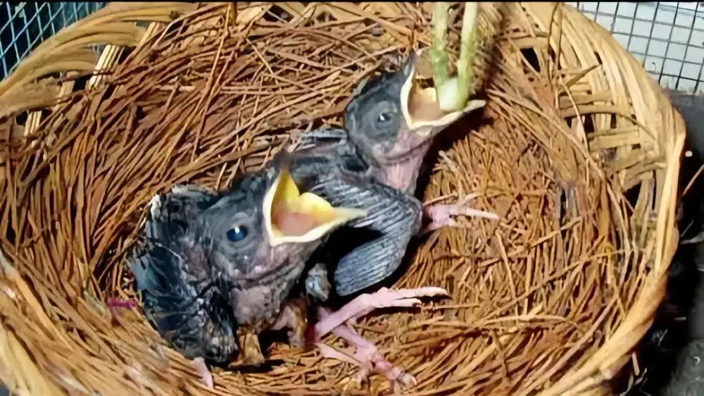 Anak burung murai batu Aceh promo