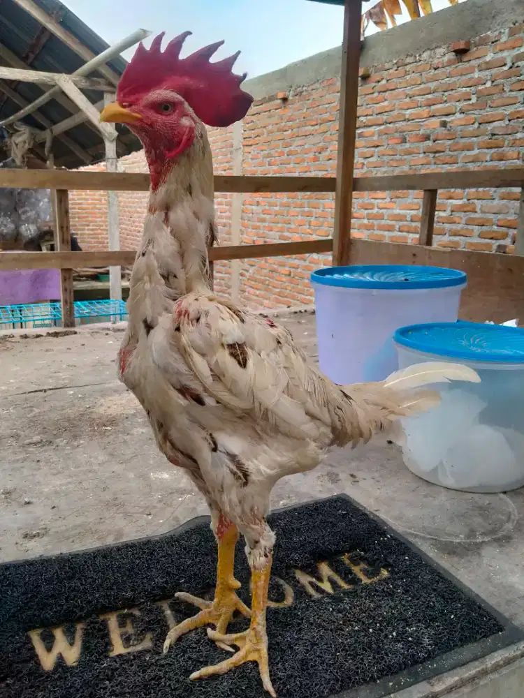 Ayam Pejantan Siam Birma
