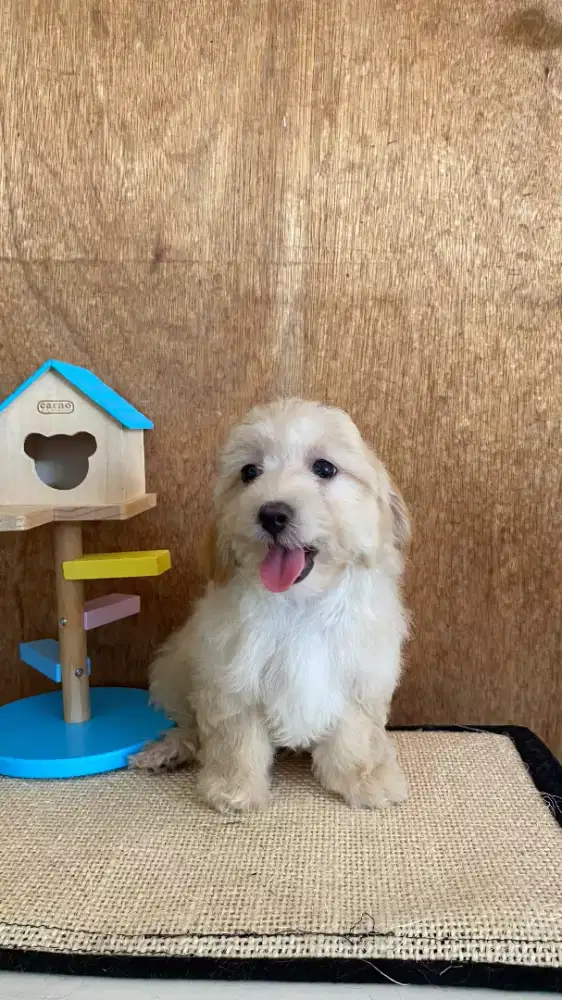 Puppy toy poddle , maltipo , havan mix