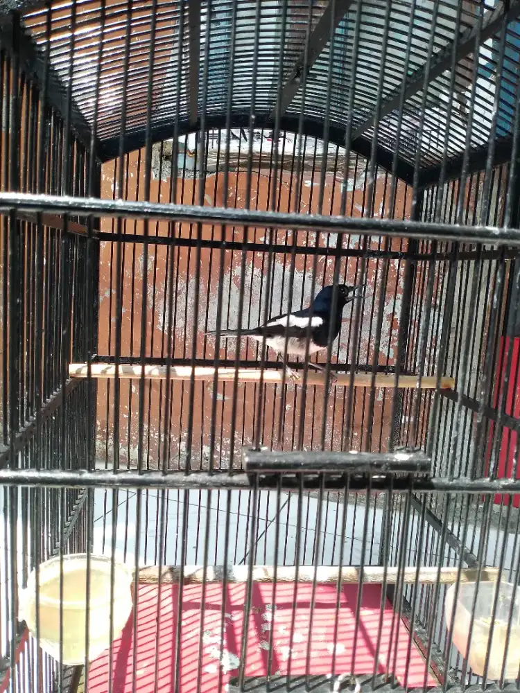 Kacer rajin bunyi Jawa Barat fullset