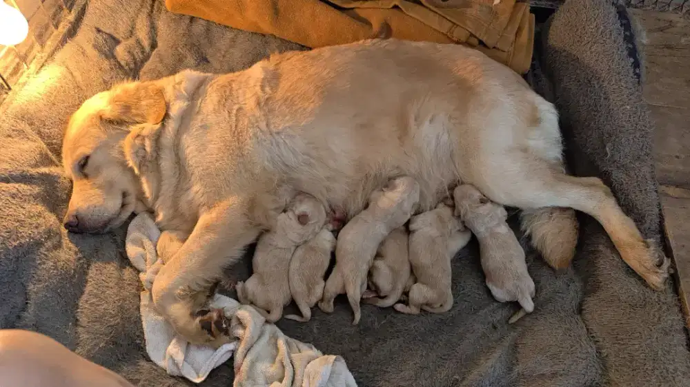 Anakan golden retriver