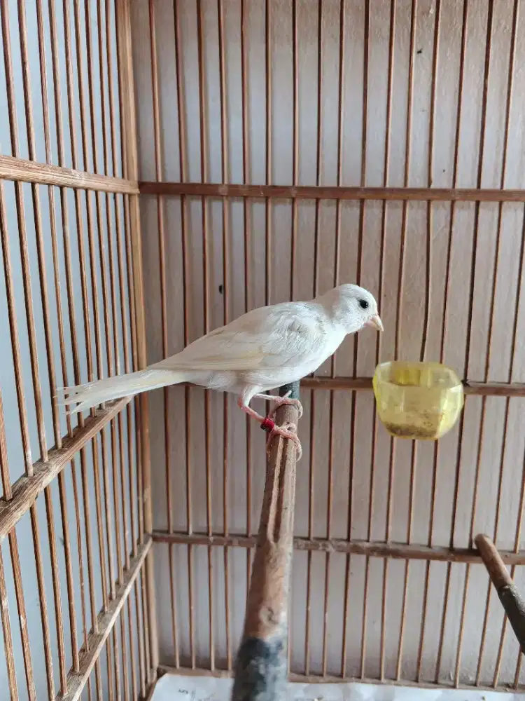 Burung kenari faud