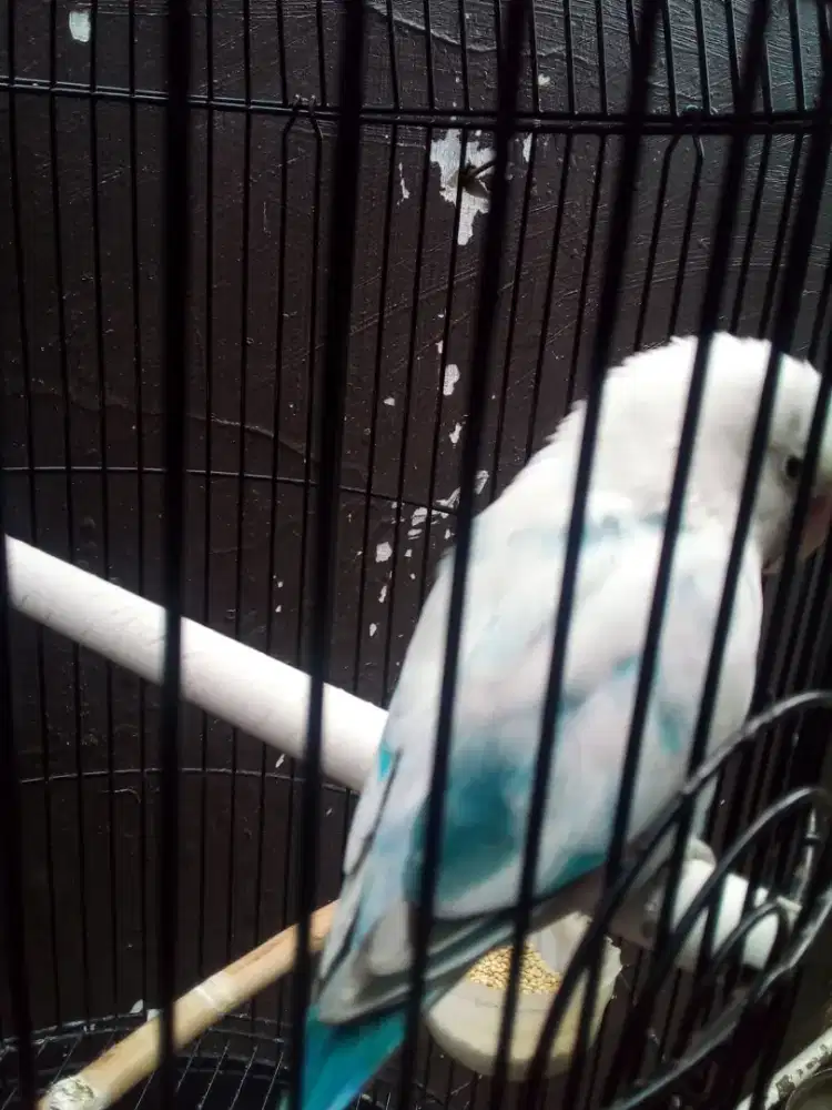 Love bird jantan dewasa