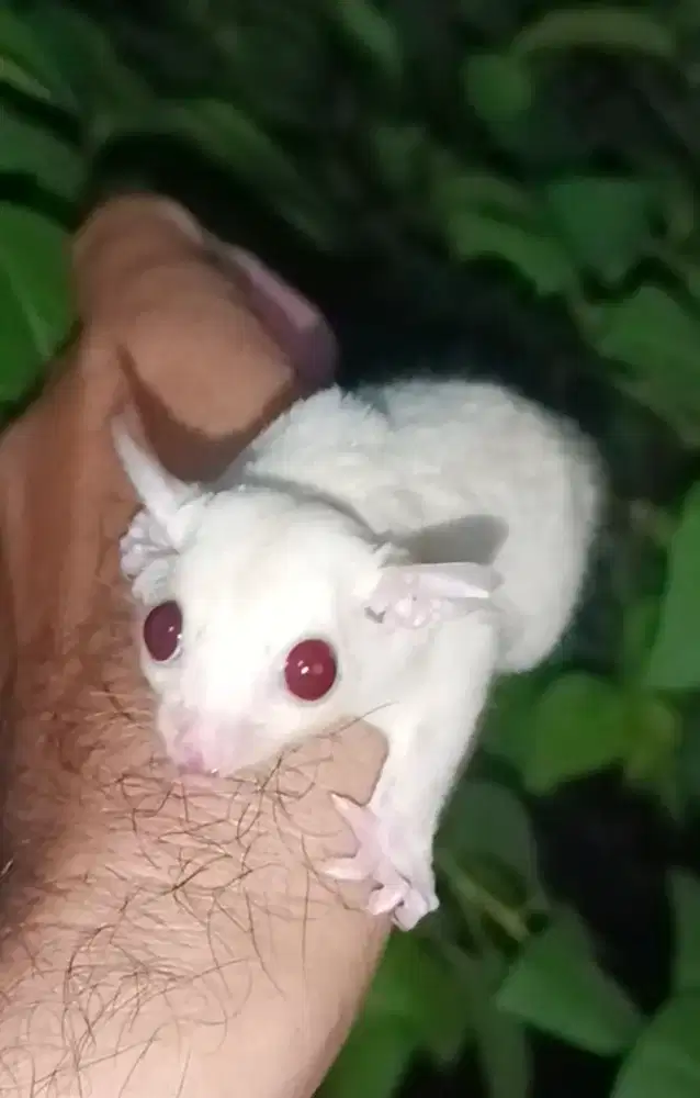 Sugar glider joey albino jantan