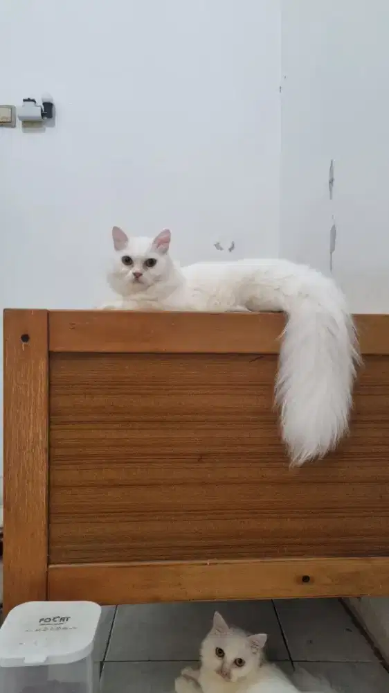 Lepas Adopt Kucing Persia
