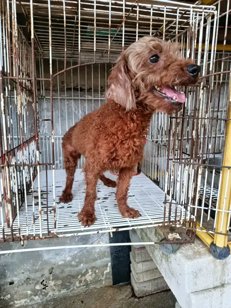 Jual poodle red