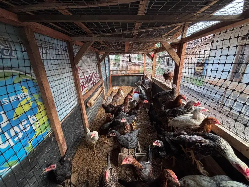 Jual Ayam Kampung