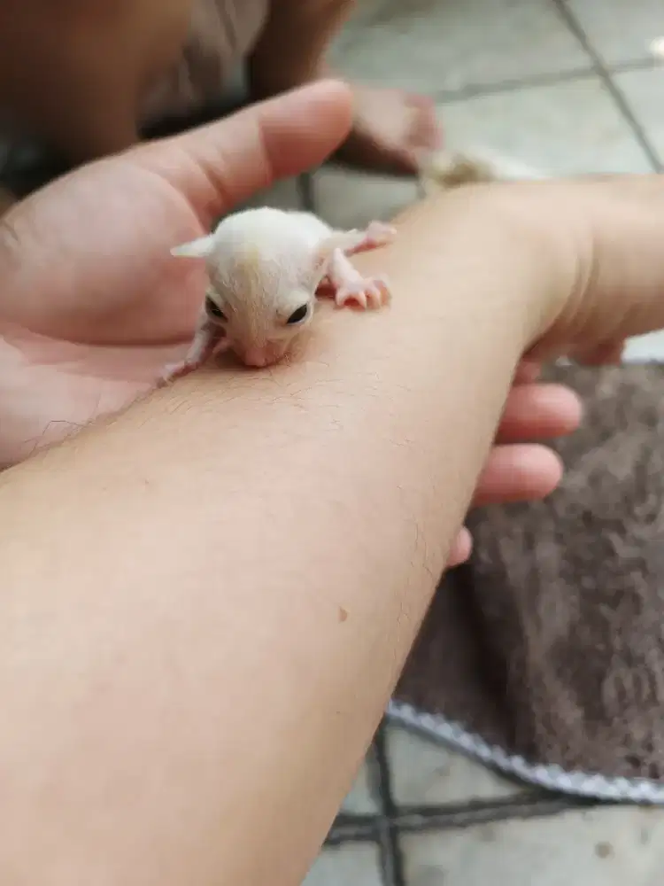 Sugar Glider LEUTICTIC