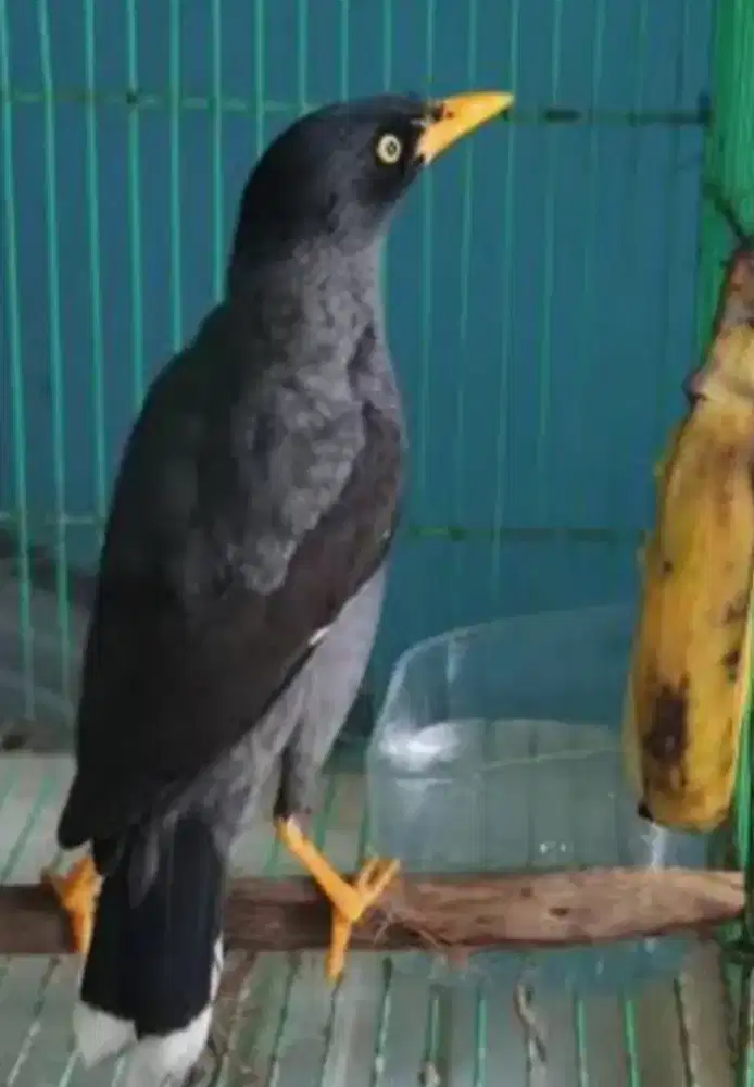 burung jalak hitam
