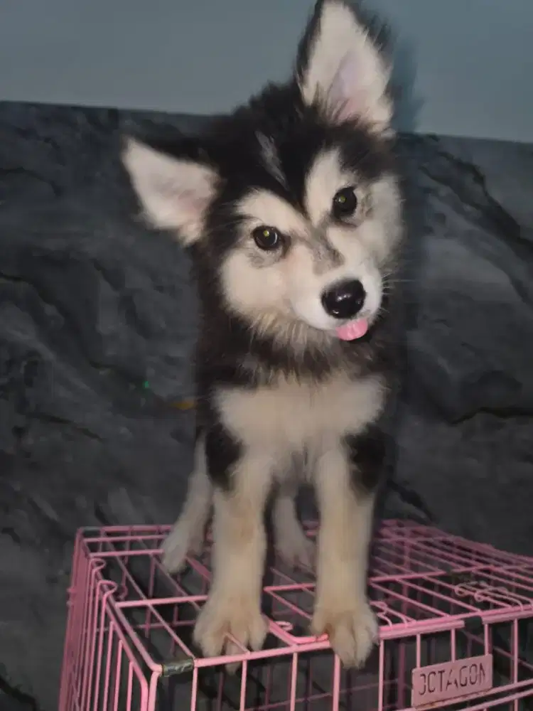 Alaska malamute