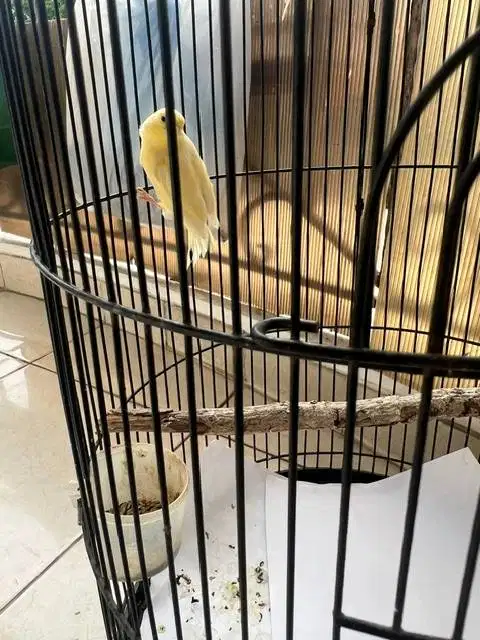 Kenari Kuning sehat dan usia mapan