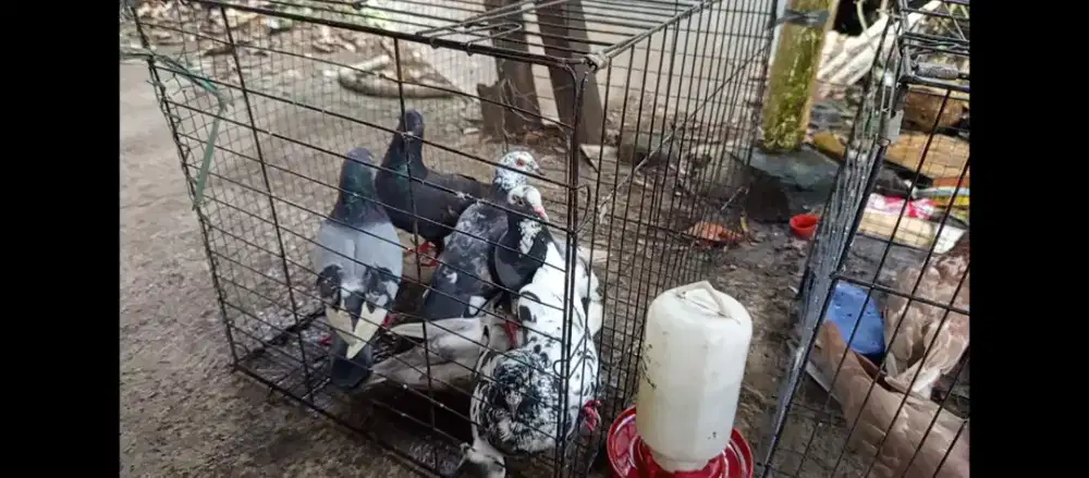 Burung merpati ada 16 ekor