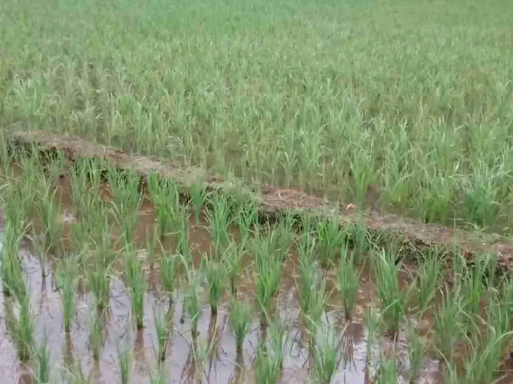Jual Tanah Sawah