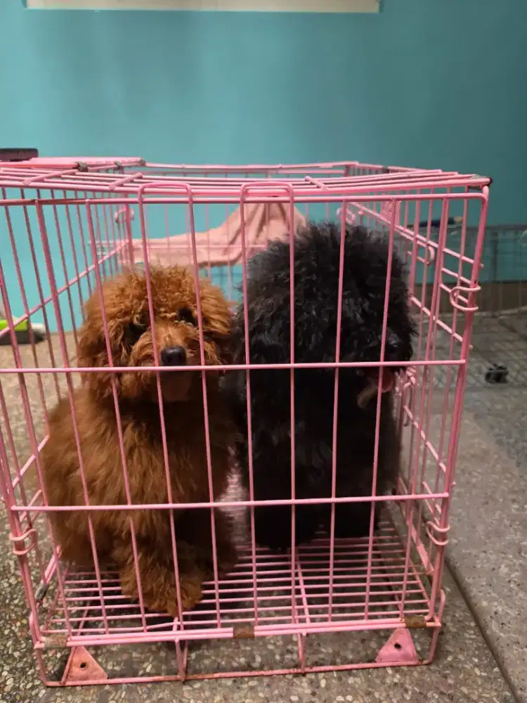 Poodle remaja jantan