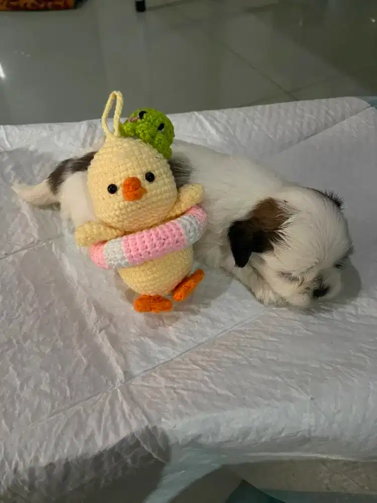 Puppy Shitzu siap dipinang