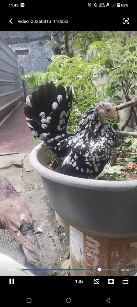 Jual cepat sepasang ayam serama rinting murai murah indukan