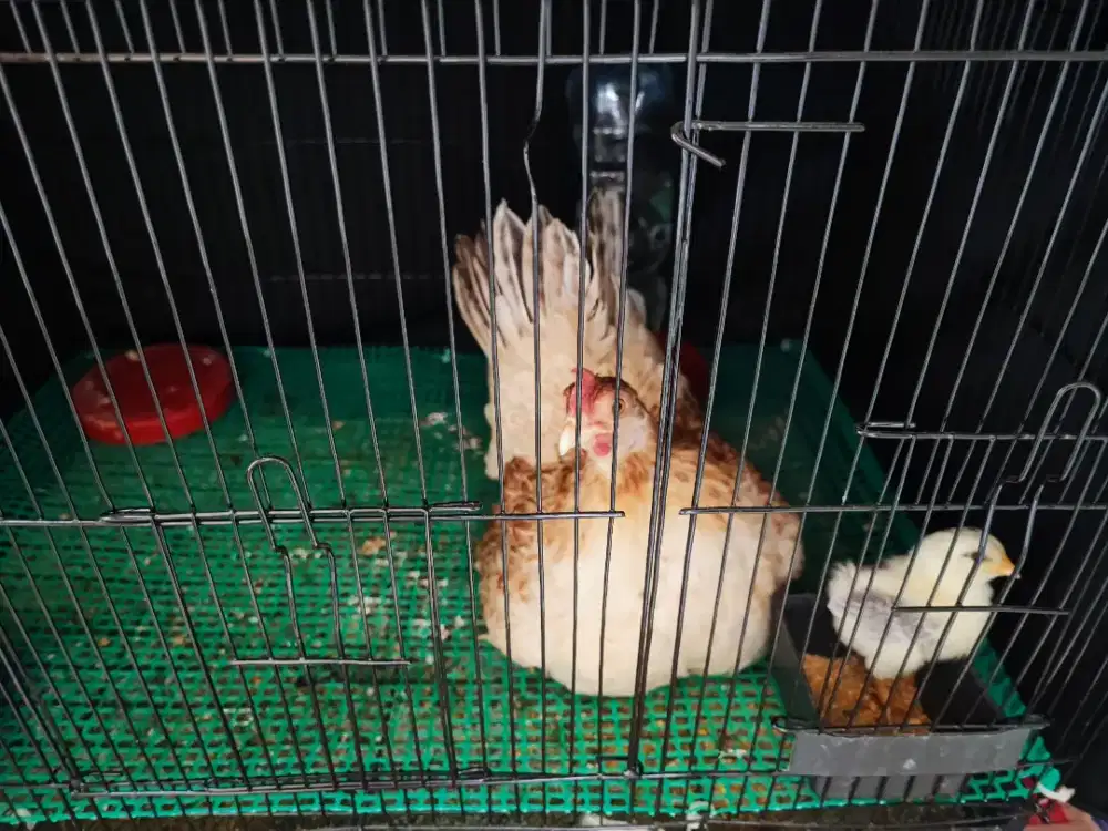 Ayam Kate Sepasang Sudah Produksi
