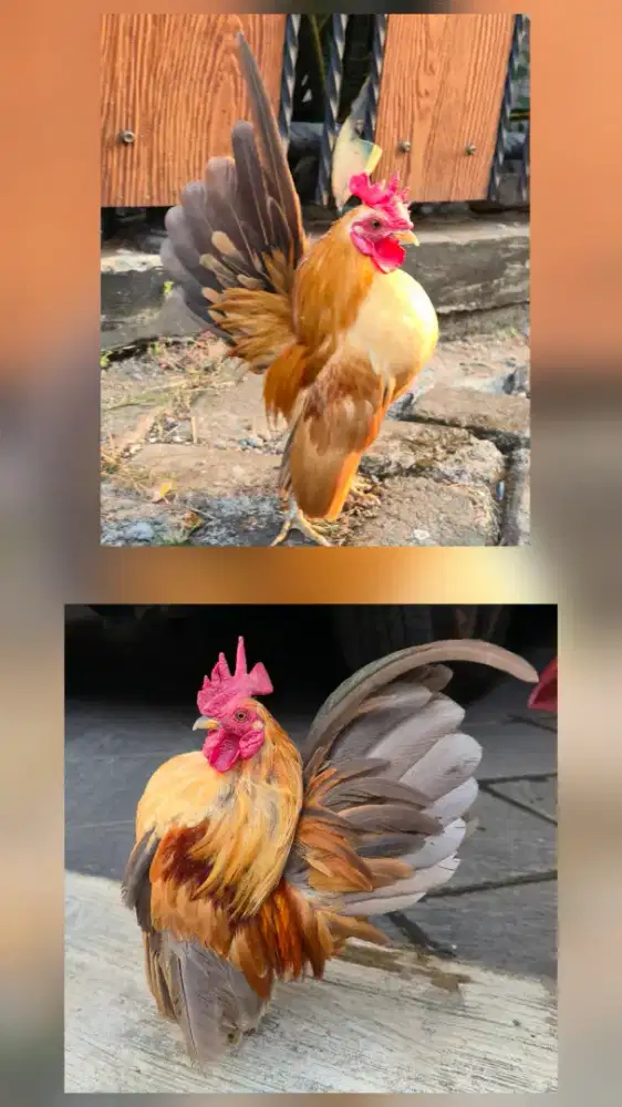 Ayam Serama Dewasa