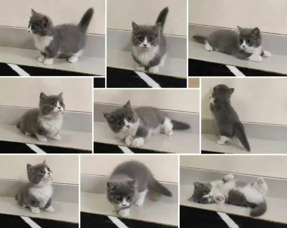 kucing muchkin 3.5 bulan